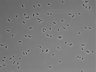 479-Ikebe-MorphResDL/AMK_20220724_P_0011 thumbnail