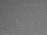479-Ikebe-MorphResDL/AMK_20220724_P_0012 thumbnail