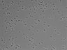479-Ikebe-MorphResDL/AMK_20220724_P_0013 thumbnail