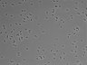 479-Ikebe-MorphResDL/AMK_20220724_P_0014 thumbnail