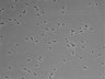 479-Ikebe-MorphResDL/AMK_20220724_P_0015 thumbnail