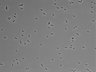 479-Ikebe-MorphResDL/AMK_20220724_P_0016 thumbnail