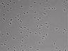 479-Ikebe-MorphResDL/AMK_20220724_P_0017 thumbnail