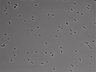 479-Ikebe-MorphResDL/AMK_20220724_P_0018 thumbnail