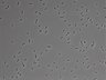 479-Ikebe-MorphResDL/AMK_20220724_P_0019 thumbnail