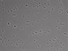 479-Ikebe-MorphResDL/AMK_20220724_P_0020 thumbnail