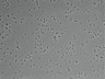 479-Ikebe-MorphResDL/AMK_20220912_AMK1_0001 thumbnail