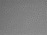 479-Ikebe-MorphResDL/AMK_20220912_AMK1_0002 thumbnail