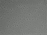 479-Ikebe-MorphResDL/AMK_20220912_AMK1_0003 thumbnail