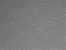 479-Ikebe-MorphResDL/AMK_20220912_AMK1_0008 thumbnail