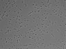 479-Ikebe-MorphResDL/AMK_20220912_AMK1_0012 thumbnail