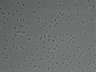 479-Ikebe-MorphResDL/AMK_20220912_AMK1_0014 thumbnail