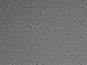479-Ikebe-MorphResDL/AMK_20220912_AMK1_0018 thumbnail