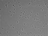 479-Ikebe-MorphResDL/AMK_20220912_AMK2_0001 thumbnail