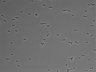 479-Ikebe-MorphResDL/AMK_20220912_AMK2_0006 thumbnail