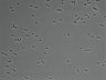 479-Ikebe-MorphResDL/AMK_20220912_AMK2_0010 thumbnail