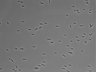 479-Ikebe-MorphResDL/AMK_20220912_AMK2_0013 thumbnail