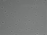 479-Ikebe-MorphResDL/AMK_20220912_AMK2_0017 thumbnail
