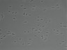479-Ikebe-MorphResDL/AMK_20220912_AMK2_0019 thumbnail