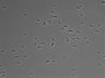 479-Ikebe-MorphResDL/AMK_20220912_AMK2_0020 thumbnail
