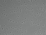 479-Ikebe-MorphResDL/AMK_20220912_AMK3_0001 thumbnail