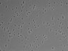 479-Ikebe-MorphResDL/AMK_20220912_AMK3_0003 thumbnail