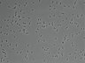 479-Ikebe-MorphResDL/AMK_20220912_AMK3_0007 thumbnail