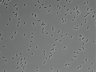 479-Ikebe-MorphResDL/AMK_20220912_AMK3_0011 thumbnail
