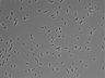 479-Ikebe-MorphResDL/AMK_20220912_AMK3_0012 thumbnail