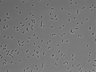 479-Ikebe-MorphResDL/AMK_20220912_AMK3_0013 thumbnail