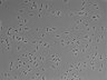 479-Ikebe-MorphResDL/AMK_20220912_AMK3_0015 thumbnail
