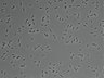 479-Ikebe-MorphResDL/AMK_20220912_AMK3_0018 thumbnail