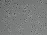 479-Ikebe-MorphResDL/AMK_20220912_AMK3_0020 thumbnail
