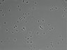 479-Ikebe-MorphResDL/AMK_20220912_AMK4_0004 thumbnail