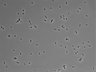 479-Ikebe-MorphResDL/AMK_20220912_AMK4_0006 thumbnail