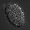 Thumbnail for dataset wt_N2_030213_04
