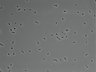 479-Ikebe-MorphResDL/AMK_20220912_AMK4_0008 thumbnail