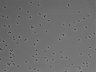 479-Ikebe-MorphResDL/AMK_20220912_AMK4_0010 thumbnail