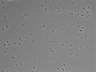 479-Ikebe-MorphResDL/AMK_20220912_AMK4_0011 thumbnail