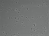 479-Ikebe-MorphResDL/AMK_20220912_AMK4_0014 thumbnail