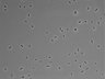479-Ikebe-MorphResDL/AMK_20220912_AMK4_0017 thumbnail