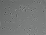 479-Ikebe-MorphResDL/AMK_20220912_AMK4_0020 thumbnail