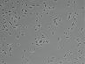 479-Ikebe-MorphResDL/AMK_20220912_P_0007 thumbnail