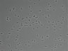 479-Ikebe-MorphResDL/AMK_20220912_P_0008 thumbnail