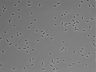 479-Ikebe-MorphResDL/AMK_20220912_P_0010 thumbnail
