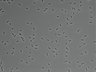 479-Ikebe-MorphResDL/AMK_20220912_P_0011 thumbnail