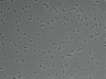 479-Ikebe-MorphResDL/AMK_20220912_P_0015 thumbnail
