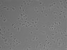 479-Ikebe-MorphResDL/AMK_20220912_P_0016 thumbnail