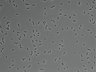 479-Ikebe-MorphResDL/AMK_20220912_P_0017 thumbnail