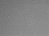 479-Ikebe-MorphResDL/AZM_20220316_AZM1_0001 thumbnail